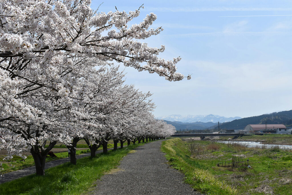 Itoigawa white cherry blossom. A great place to explore when going to Hakuba